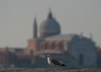 Gavina Americana a Venezia Gavina Americana a Venezia
