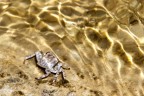 Mister Crab Mister Crab