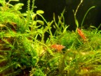 due esemplari di caridina Red Cherry, entrambe femmine