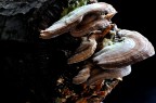 Funghi Funghi