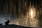 Una papera sul bordo di un laghetto in un parco di Forl�.
ISO-100, f/16, 1/250 sec., dist focale 55 mm, modalit� esposizione Ponderata centrale.
Lo scatto voleva ritrarre la silhouette della papera e cogliere l'effetto del sole sul laghetto increspato. La papera � forse poco centrata a causa di elementi di disturbo sul lato sinistro.
Se qualcuno ha altri commenti o critiche da fare sono sempre ben accetti, ho tantissimo da imparare!