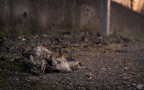 Natura morta Natura morta