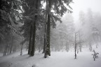 abetina nella nebbia abetina nella nebbia