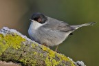 Occhiocotto(Sylvia melanocephala) Occhiocotto(Sylvia melanocephala)