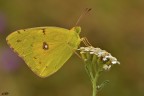 Colias crocea (Geoffroy 1785) Limoncella famiglia pieridi