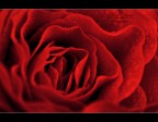 Valantine's Day Valantine's Day
