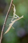 Mantide anemica