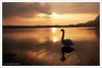 the swan song the swan song