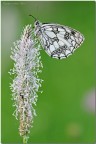Melanargia Galathea Melanargia Galathea