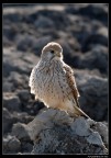 Gheppio al sole Gheppio al sole
