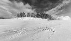 Trees on the edge Trees on the edge