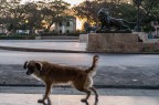 Vita da cani a La Havana