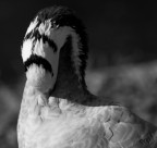 Centro cicogne e anatidi Racconigi