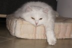 Alice Alice