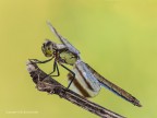 Sympetrum pedemontanum