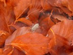 Libellula Cucciola Libellula Cucciola