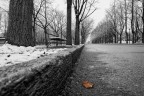 Il viale d'inverno Il viale d'inverno