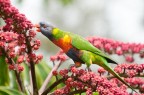 Rainbow Lorikeet Rainbow Lorikeet