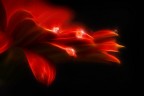 Red Passion Red Passion