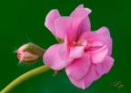Spring awakens Spring awakens