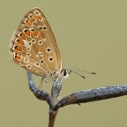 Polyommato Icarus Polyommato Icarus