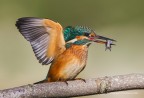 Martin pescatore comune (Alcedo atthis) � femmina