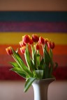 Tulipani Tulipani