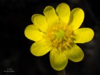 Ranuncolo uno dei primi fiori dopo il gelo Ranuncolo uno dei primi fiori dopo il gelo