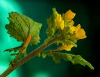 Jallow Flowers Jallow Flowers