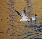 gabbiano con pane...