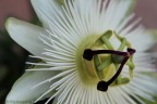 Passiflora Passiflora