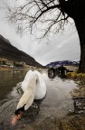 the swan the swan