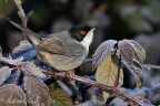 Occhiocotto(Sylvia melanocephala) Occhiocotto(Sylvia melanocephala)