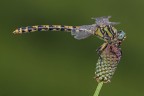 Onychogomphus uncatus