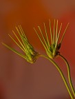 Flower lovers hippocampuses Flower lovers hippocampuses