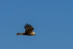 falco di palude falco di palude