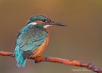 Martin pescatore comune o martin pescatore europeo (Alcedo a Martin pescatore comune o martin pescatore europeo (Alcedo a