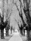 Ultima galaverna Ultima galaverna