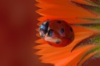 ladybug on petal