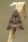 Autographa Gamma Autographa Gamma