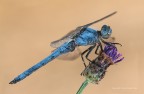 Orthetrum brunneum - maschio
