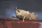 Idrorepellente ... Idrorepellente ...