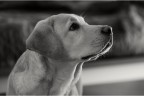 Marley.. Marley..