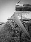 Tendaggio vinicolo