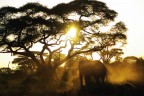 Alba africana Alba africana