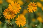vestite d'arancio