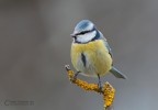 Cinciarella Cinciarella