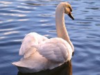 Swan Swan