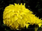 Fiore Fiore