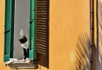 Gatto curioso. Gatto curioso.
